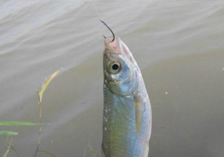 白條魚怎么釣？如何釣白條魚技巧