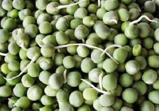 新鮮豌豆發(fā)芽了能吃嗎？豌豆發(fā)芽了還能吃嗎？