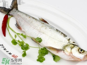 白條魚怎么釣？如何釣白條魚技巧