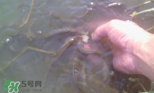 泥鰍有寄生蟲(chóng)嗎？泥鰍有沒(méi)有寄生蟲(chóng)