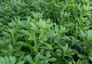 救心菜可以泡茶喝嗎？救心菜能泡水喝嗎？