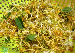 剛摘的金銀花能泡水喝嗎？剛摘的金銀花怎么處理？
