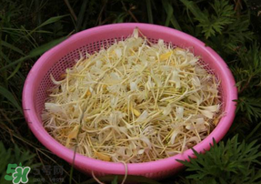 剛摘的金銀花能泡水喝嗎？剛摘的金銀花怎么處理？