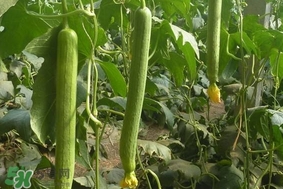 夏天種什么蔬菜？夏天適合種什么蔬菜