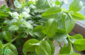 哪些人不可以吃救心菜？什么人不能吃救心菜？