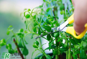 救心菜苦不苦？救心菜怎么吃不苦？