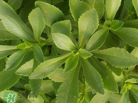 救心菜有毒嗎？救心菜怎么吃沒毒？