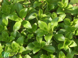 救心菜怎么種植？救心菜什么時候種？
