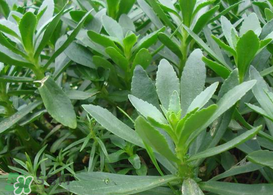 救心菜怎么種植？救心菜什么時候種？