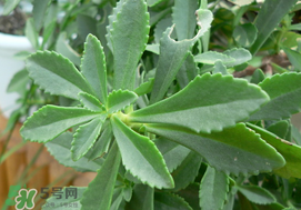 救心菜怎么種植？救心菜什么時候種？
