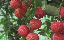 荔枝什么時(shí)候上市？荔枝什么時(shí)候成熟