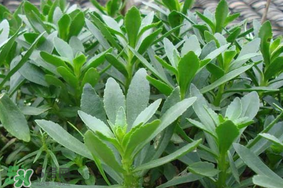 救心菜可以泡茶喝嗎？救心菜能泡水喝嗎？
