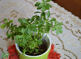 救心菜可以泡茶喝嗎？救心菜能泡水喝嗎？