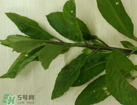 救心菜可以泡茶喝嗎？救心菜能泡水喝嗎？