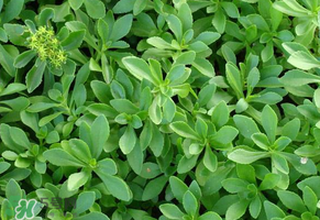 救心菜是三七嗎？救心菜和三七區(qū)別