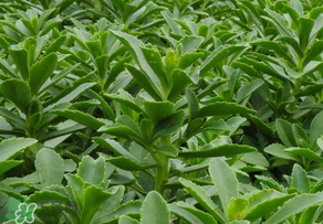 救心菜是三七嗎？救心菜和三七區(qū)別
