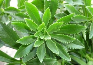 救心菜是三七嗎？救心菜和三七區(qū)別