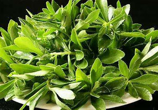 救心菜苦不苦？救心菜怎么吃不苦？