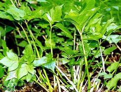 大葉芹怎么吃？大葉芹的做法？