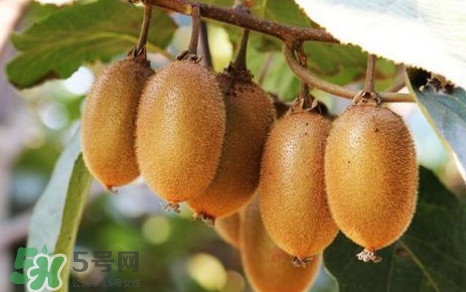 獼猴桃是什么季節(jié)的水果？獼猴桃什么時(shí)候吃最好