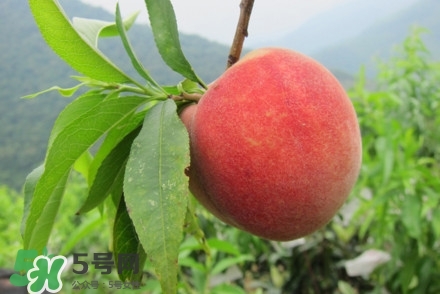 水蜜桃什么時候熟？水蜜桃成熟時間