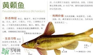 黃顙魚不能和什么一起吃？黃顙魚不能與什么同吃？