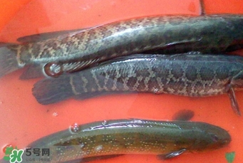 黑魚是什么魚？黑魚是鯰魚嗎