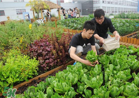 六月份種什么蔬菜？六月份可以種什么蔬菜？