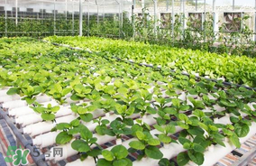 六月份種什么蔬菜？六月份可以種什么蔬菜？
