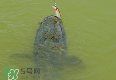 黑魚怎么抓？怎么捕捉黑魚