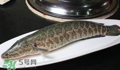 黑魚能和豆腐一起吃嗎？豆腐可以和黑魚一起吃嗎