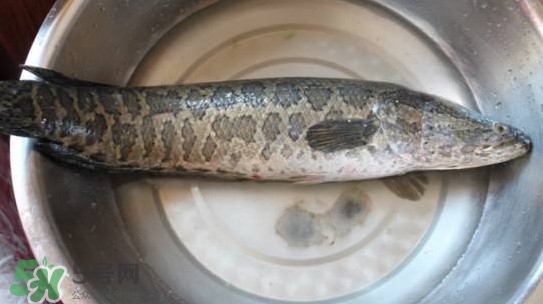 黑魚能和蘿卜一起吃嗎？黑魚能和胡蘿卜同食嗎