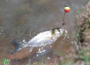 五月份能釣鰱魚嗎？五月份釣什么魚？