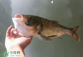 五月份能釣鰱魚嗎？五月份釣什么魚？