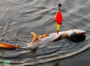 五月份能釣鰱魚嗎？五月份釣什么魚？