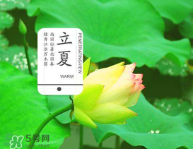 立夏吃什么水果？立夏吃什么水果好？