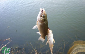 立夏好釣魚(yú)嗎？立夏怎么釣魚(yú)？