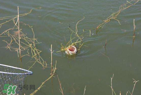 立夏好釣魚(yú)嗎？立夏怎么釣魚(yú)？