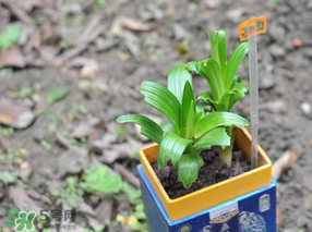 立夏種什么菜？立夏適合種什么？