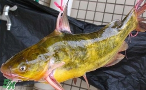 嘎魚(yú)多少錢(qián)一斤？野生黃嘎魚(yú)多少錢(qián)一斤