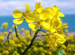 五月份還有油菜花嗎？5月份還有油菜花嗎？