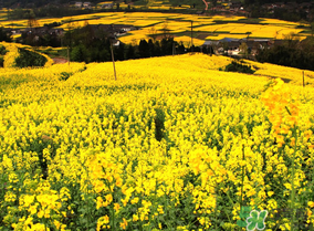 五月份還有油菜花嗎？5月份還有油菜花嗎？