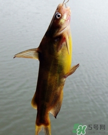 嘎魚是海魚嗎？嘎魚是什么魚