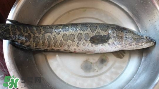 黑魚是什么魚？黑魚是鯰魚嗎
