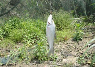 立夏好釣魚嗎？立夏怎么釣魚？