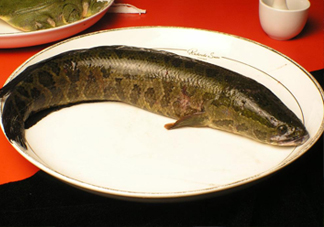 黑魚有鱗嗎？黑魚鱗片怎么處理