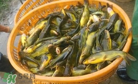 黃顙魚不能和什么一起吃？黃顙魚不能與什么同吃？