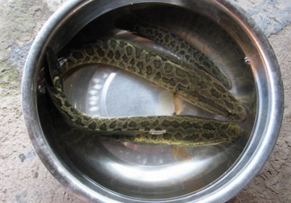 黑魚是什么魚？黑魚是鯰魚嗎