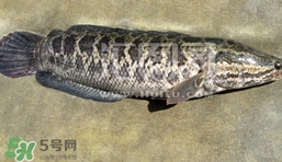 生魚是什么魚？生魚片是什么魚