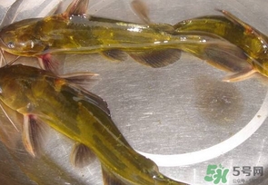 嘎魚是海魚嗎？嘎魚是什么魚